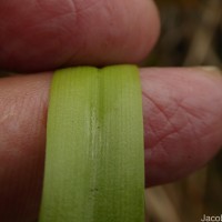 Eriocaulon brownianum Mart.